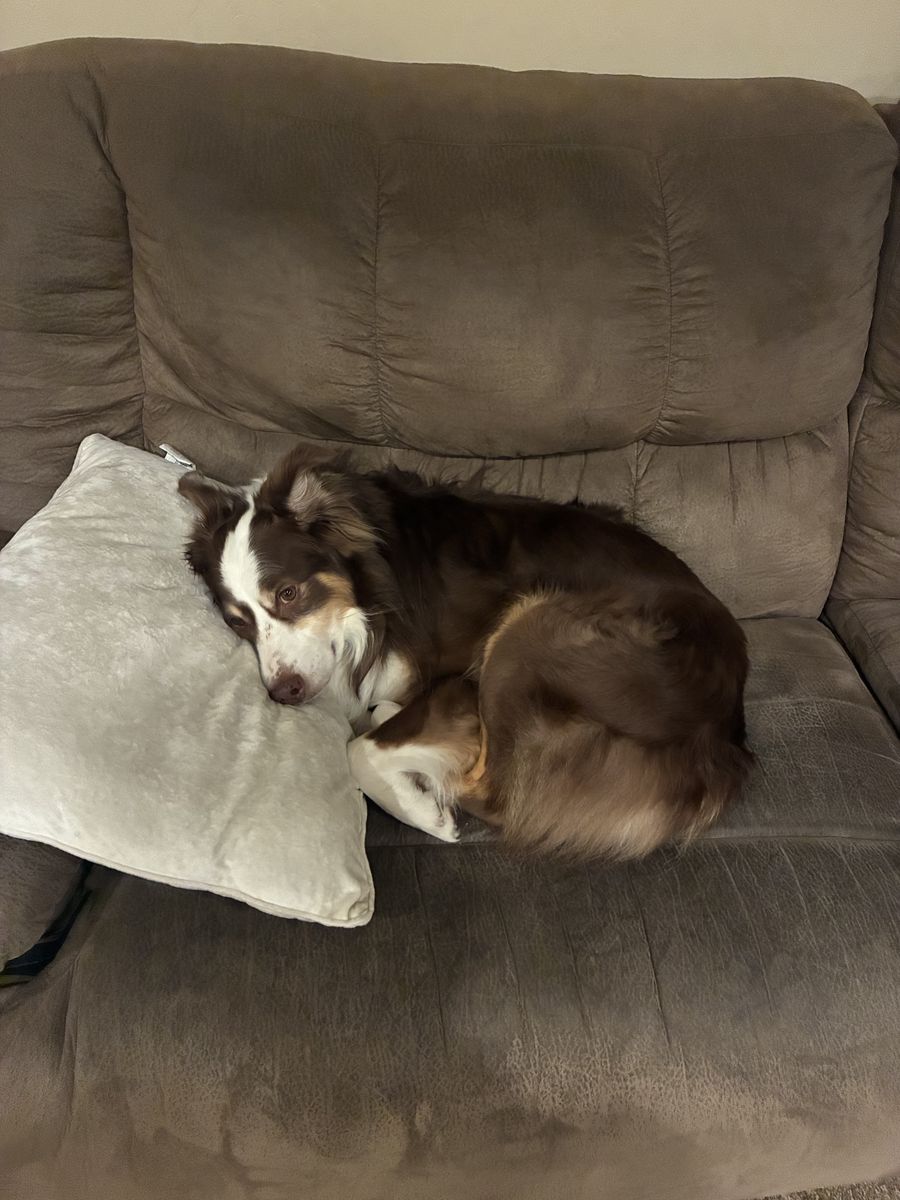 Pure Bred Australian Shepherd