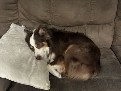 Pure Bred Australian Shepherd