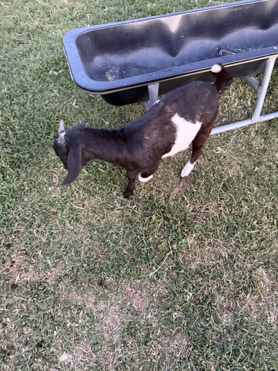 Boer wether