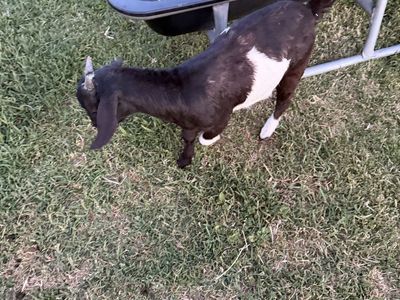 Boer wether