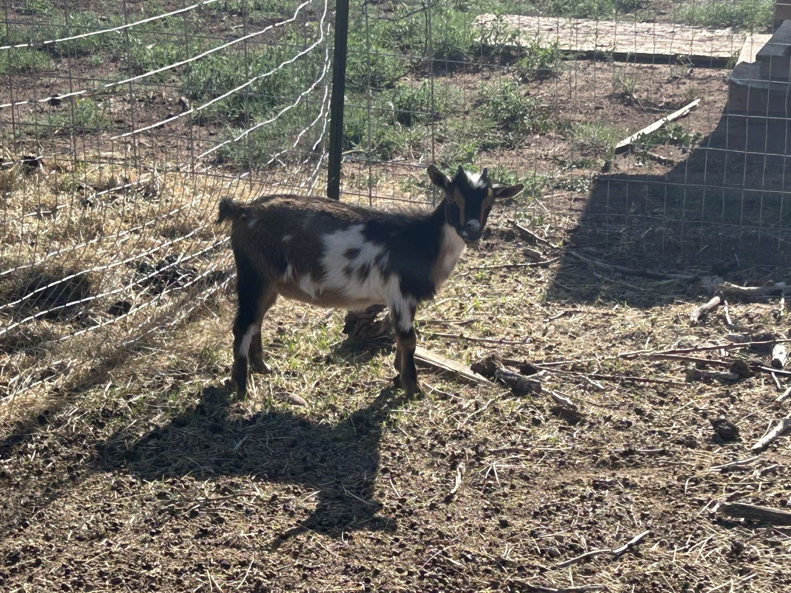 Nigerian dwarf goats