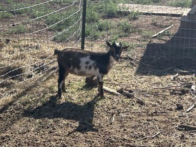 Nigerian dwarf goats