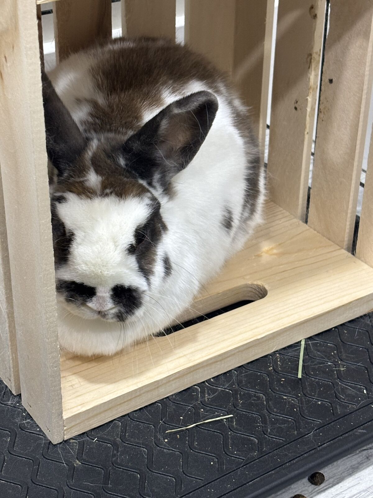 Sweet 5 year old house rabbit.