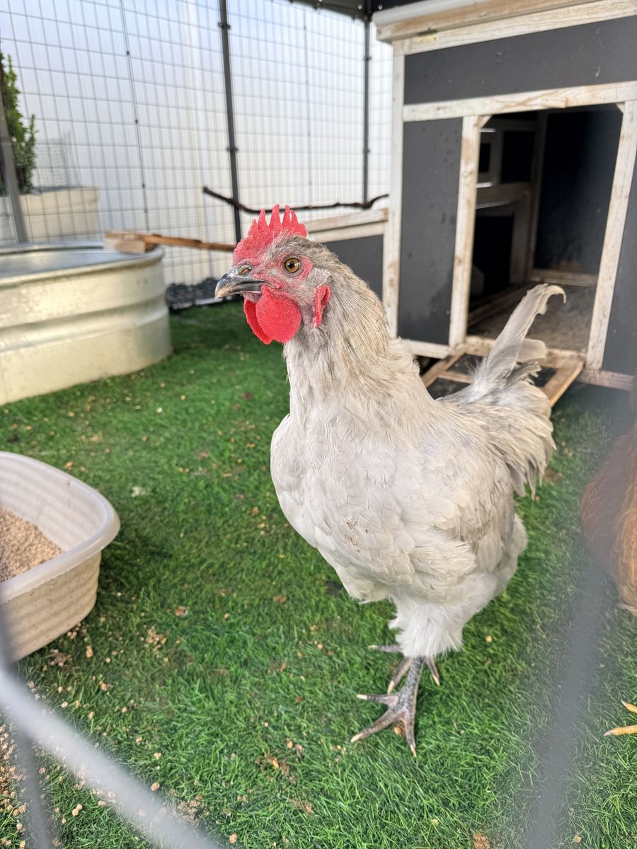Rooster Lavender Orpington