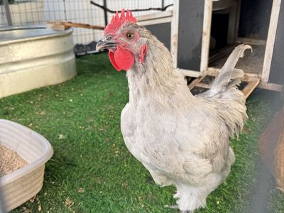 Rooster Lavender Orpington