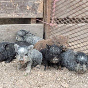 bottle babies Micro Mini PIG Juliana