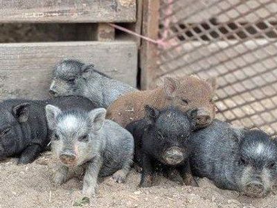 bottle babies Micro Mini PIG Juliana