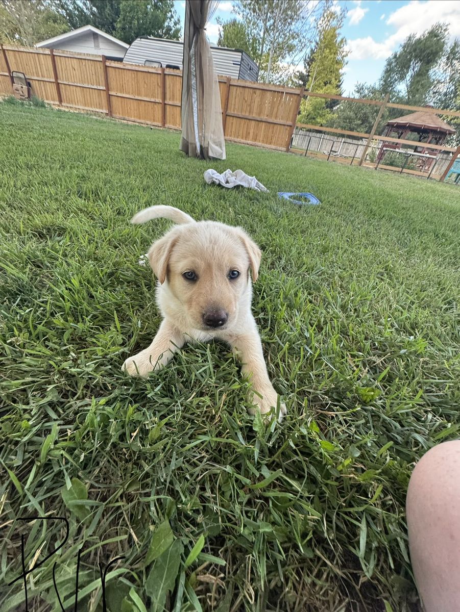 Lab mix puppies