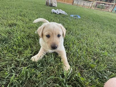 Lab mix puppies