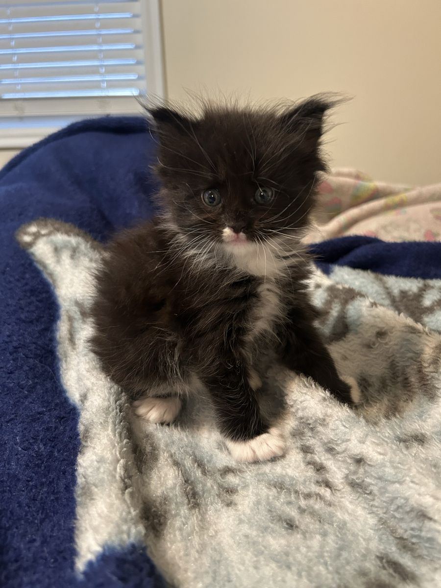 European Maine Coon Kitten