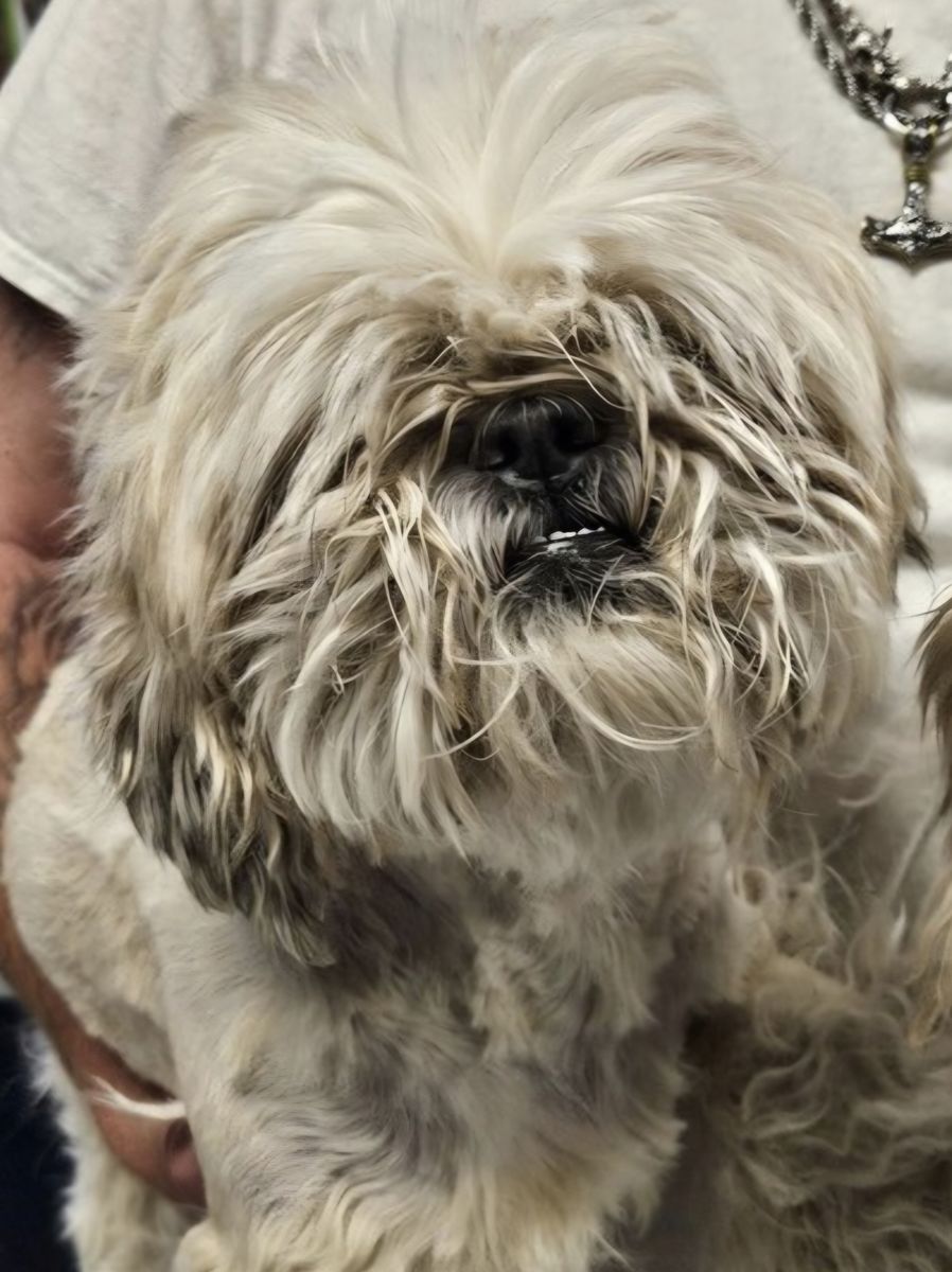 Chip, 3 year old Lhasa Apso