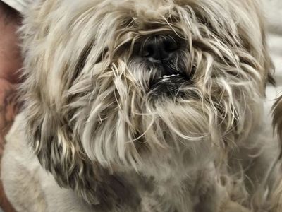 Chip, 3 year old Lhasa Apso