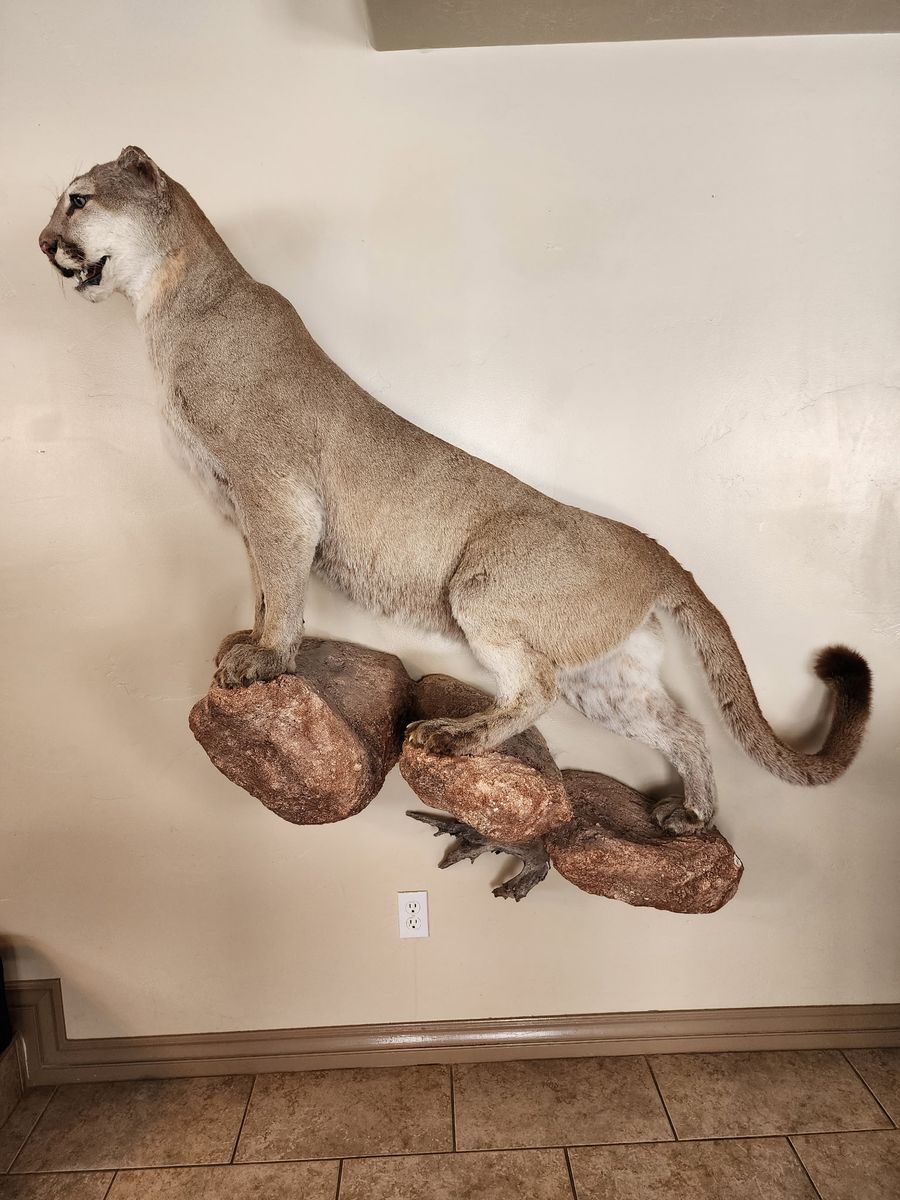 Record mountain lion mount for sale