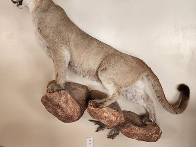 Record mountain lion mount for sale
