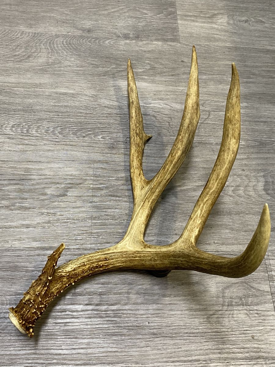 Big Mule Deer Antler Single Deep Forks!!