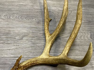 Big Mule Deer Antler Single Deep Forks!!