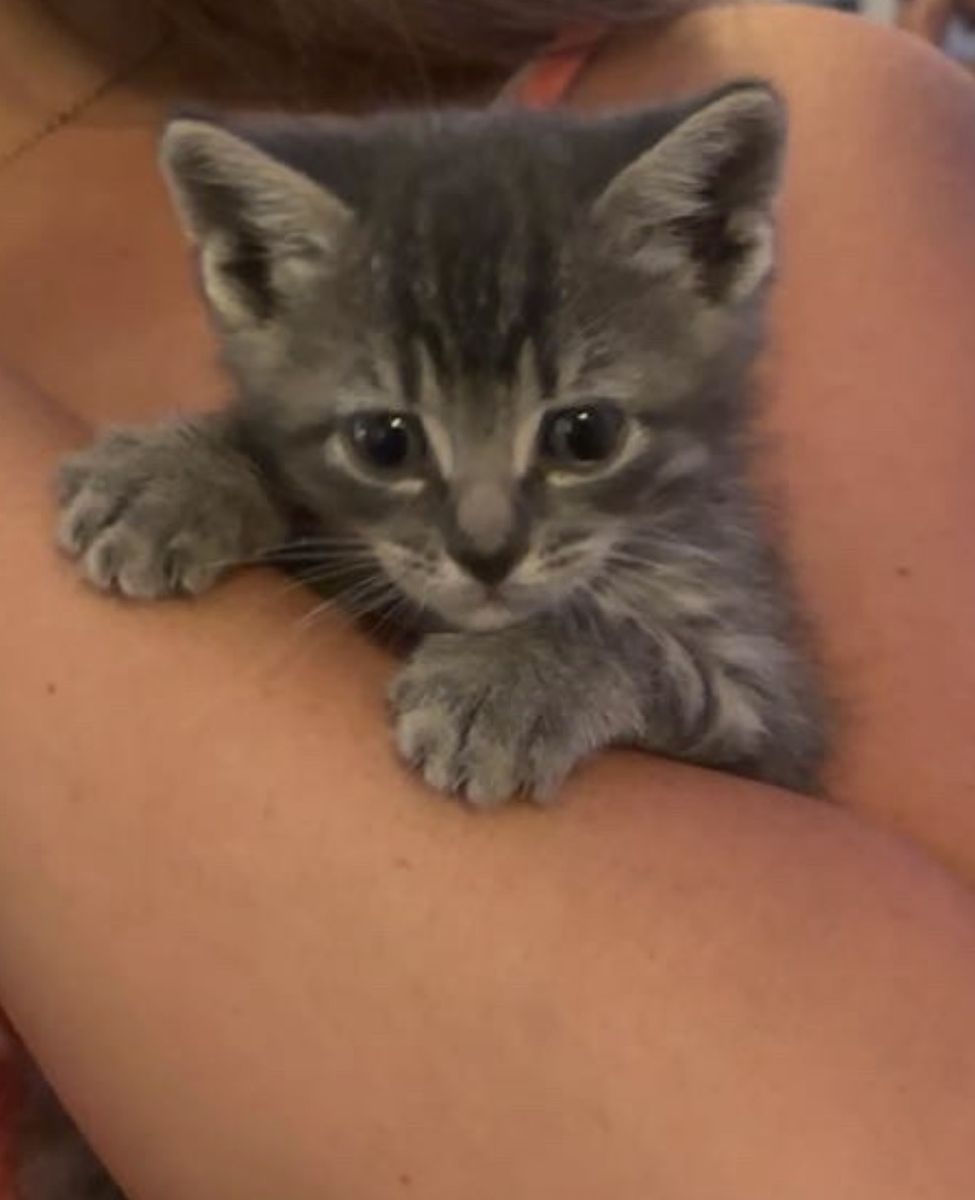 Free Female Kitten