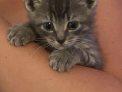 Free Female Kitten
