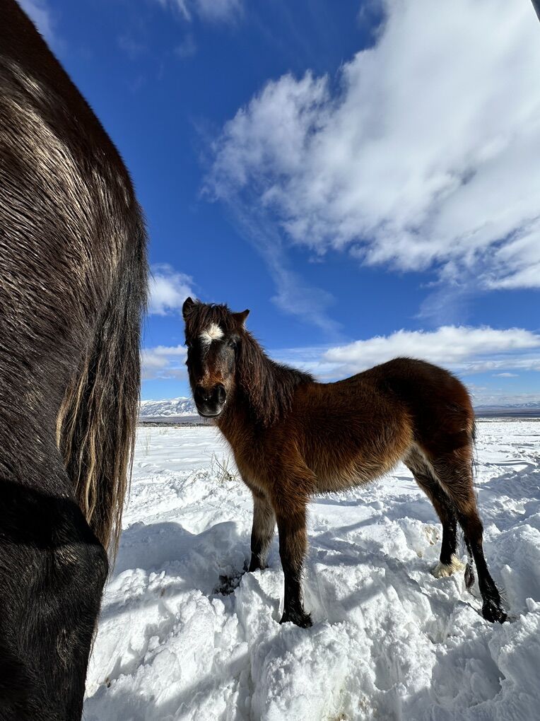 Registered Shetland Pony