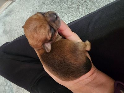 Chihuahua Applehead puppy