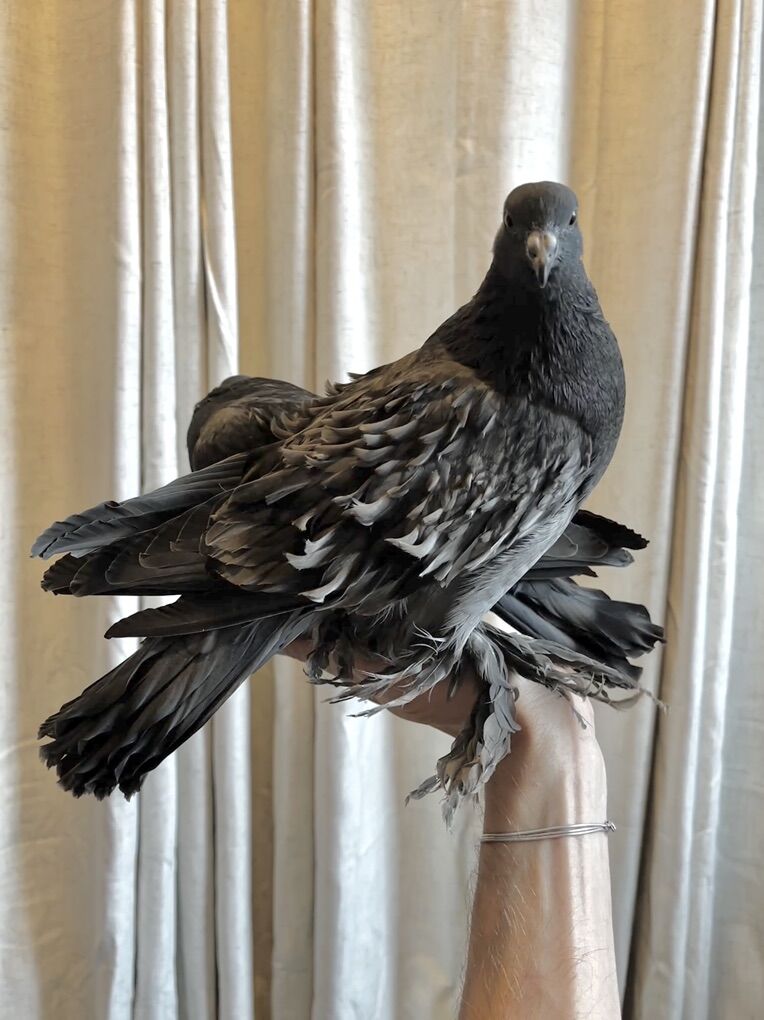 Handfed Baby Frillback Cross Pigeons