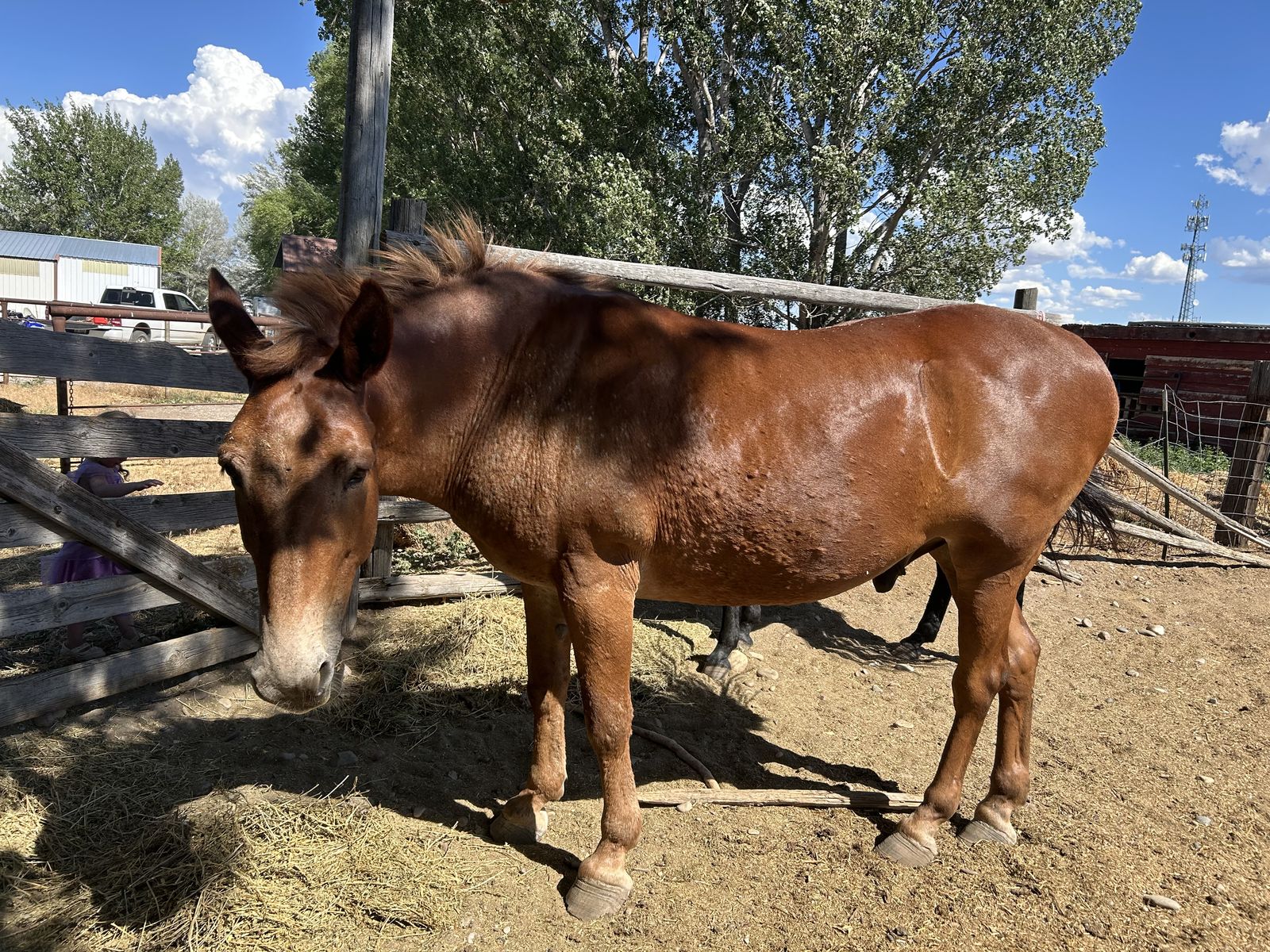 John Mule