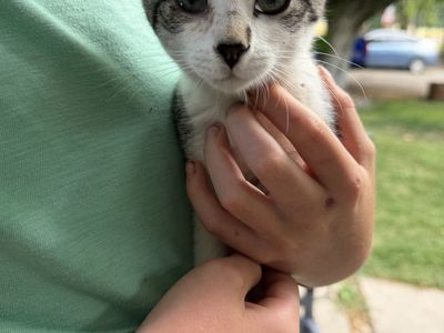 Kittens