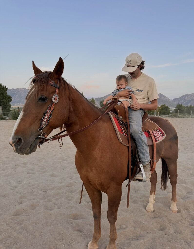 13 Yr Old grade Gelding