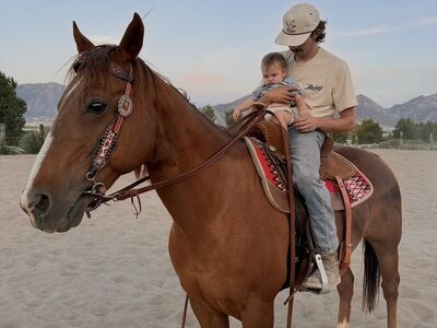 13 Yr Old grade Gelding