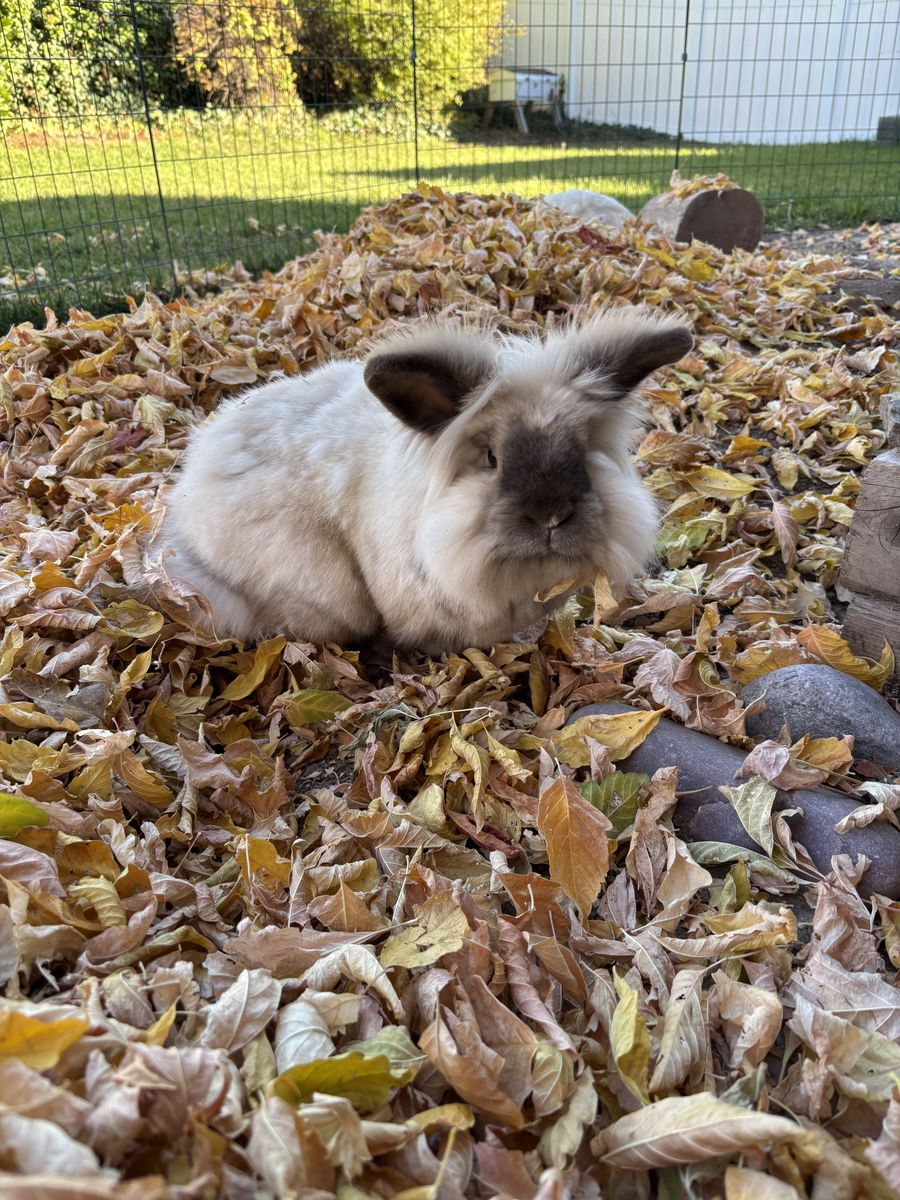 Bonded Pair of Bunnies - the cutest!! Free to a good home.