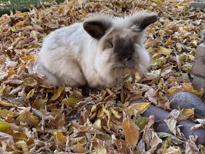 Bonded Pair of Bunnies - the cutest!! Free to a good home.