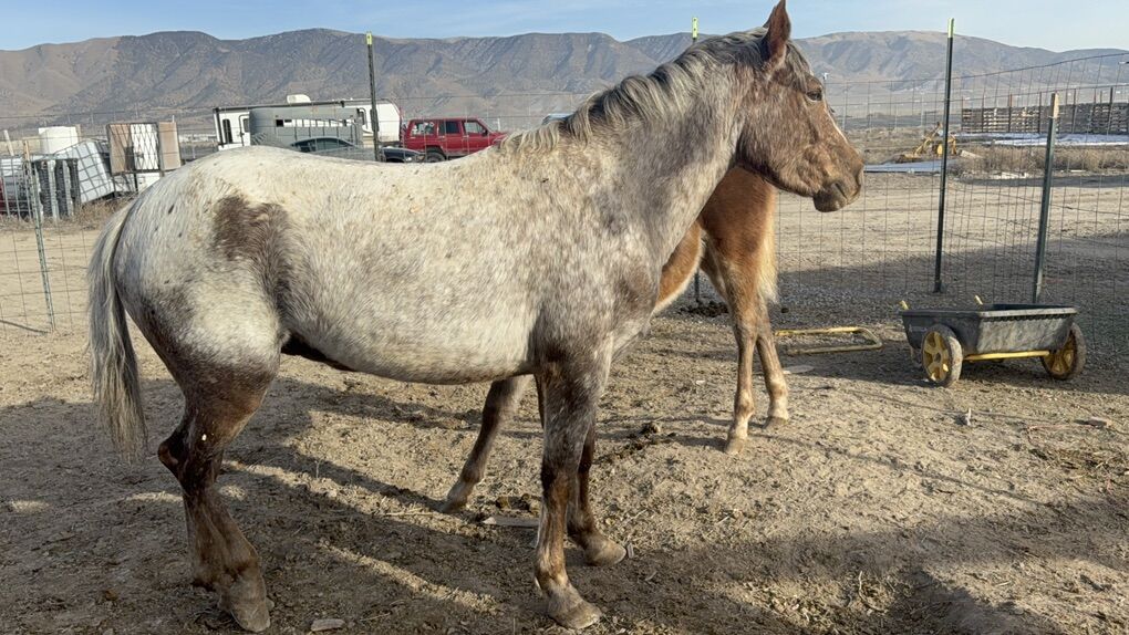Red Varnish Appy Mare- Grade!