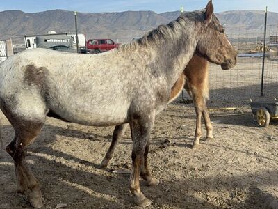 Red Varnish Appy Mare- Grade!