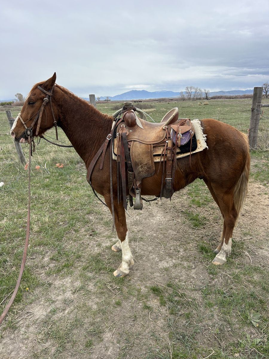 4yo Gelding