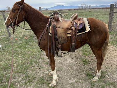 4yo Gelding