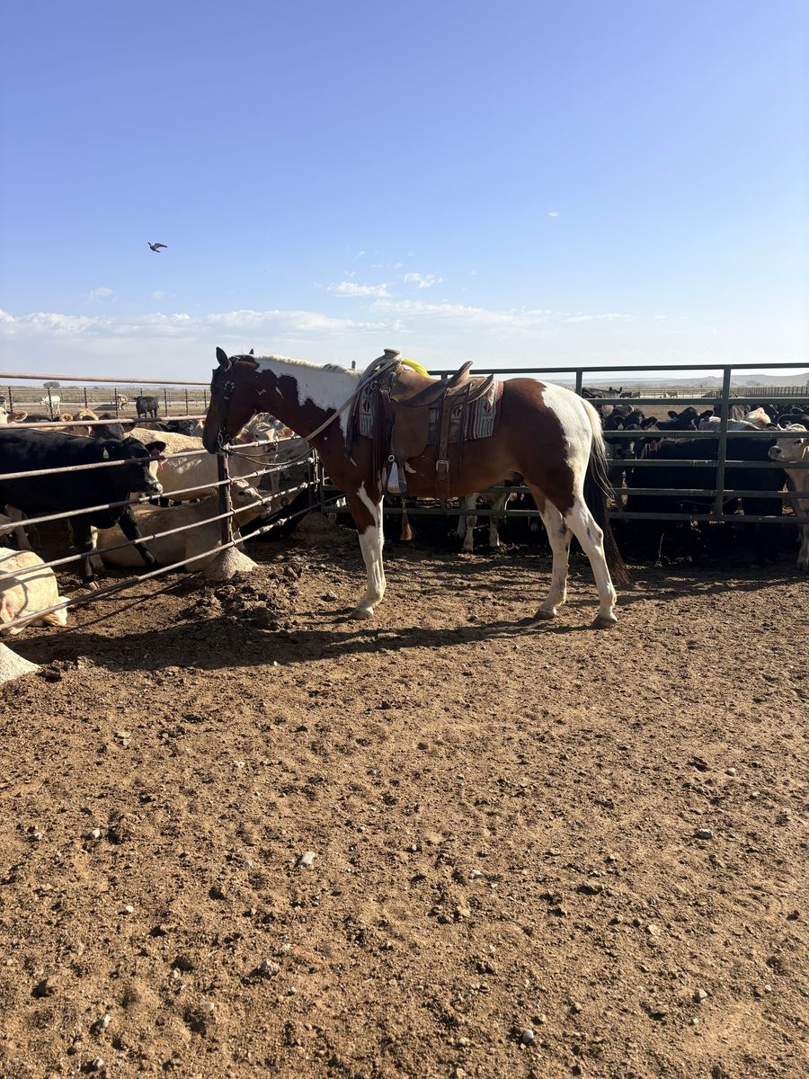 3 year old grade gelding