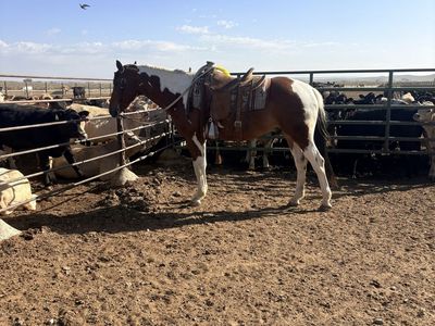 3 year old grade gelding