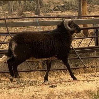 Navajo Churro Rams