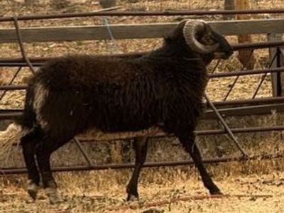 Navajo Churro Rams