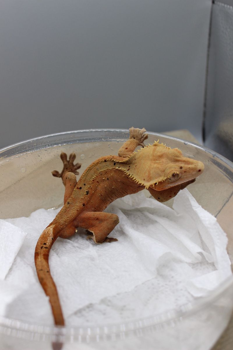 Super Dalmation Crested Gecko