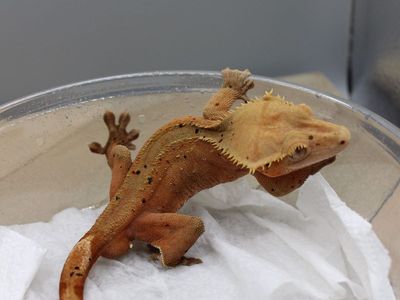 Super Dalmation Crested Gecko