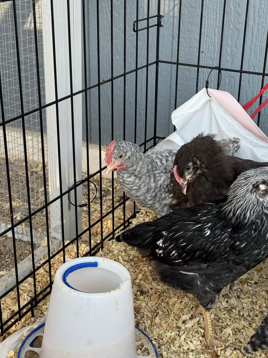 FREE ROOSTER- Barred Rock 6 Weeks Old