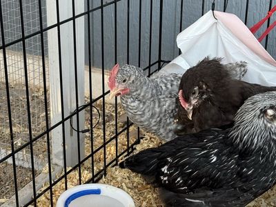 FREE ROOSTER- Barred Rock 6 Weeks Old