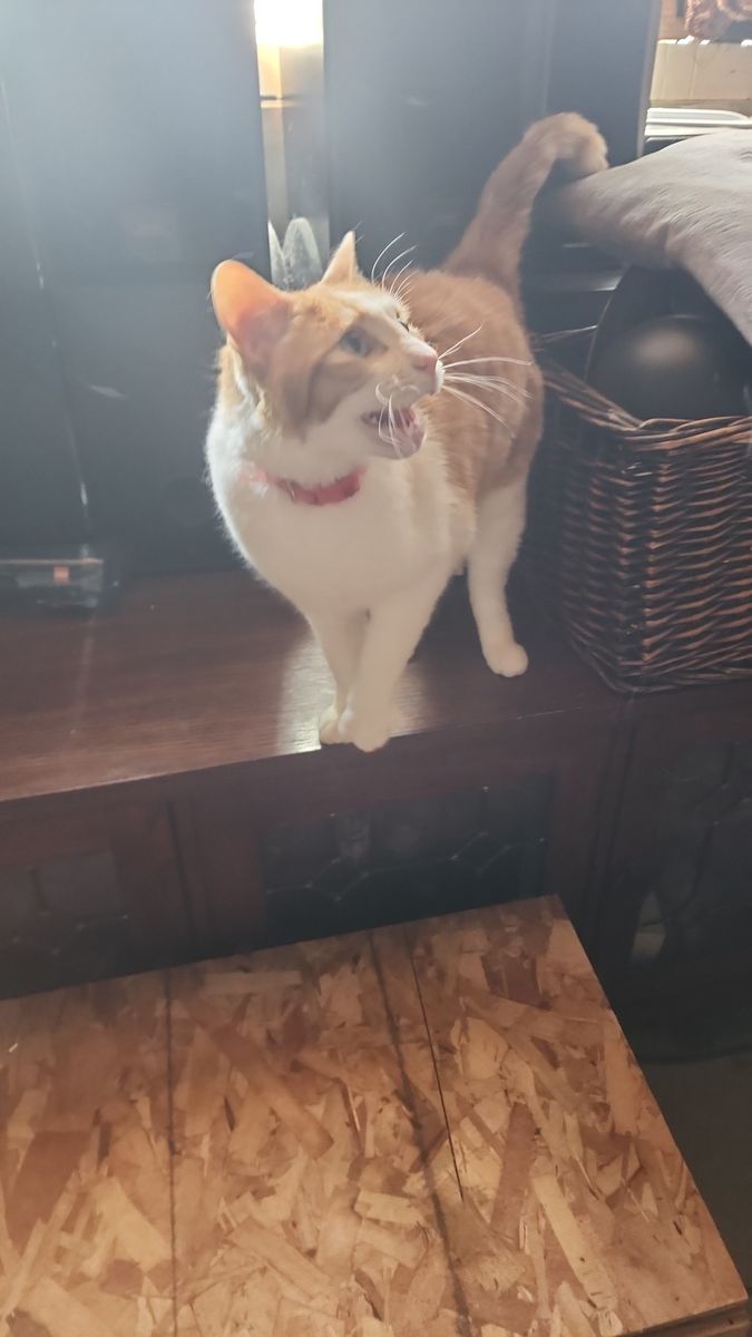 Gideon the cat