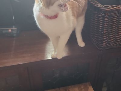 Gideon the cat