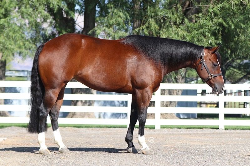 Bay Quarter Horse Mare- Proven Reining Horse with Show Experience