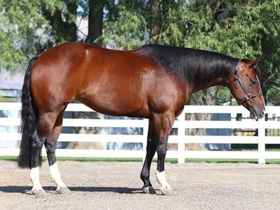 Bay Quarter Horse Mare- Proven Reining Horse with Show Experience
