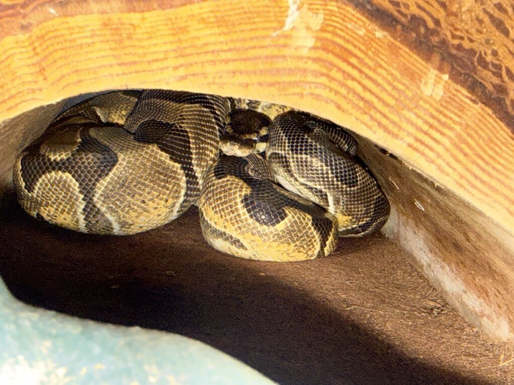 Female Calico enchi yellowbelly