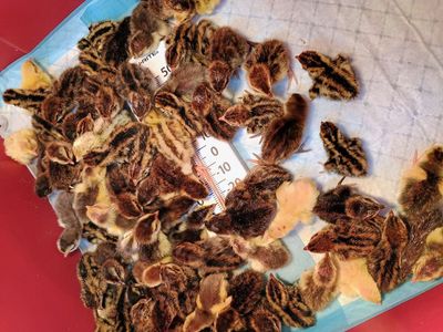 Jumbo Corturnix quail chicks 1-6 days old