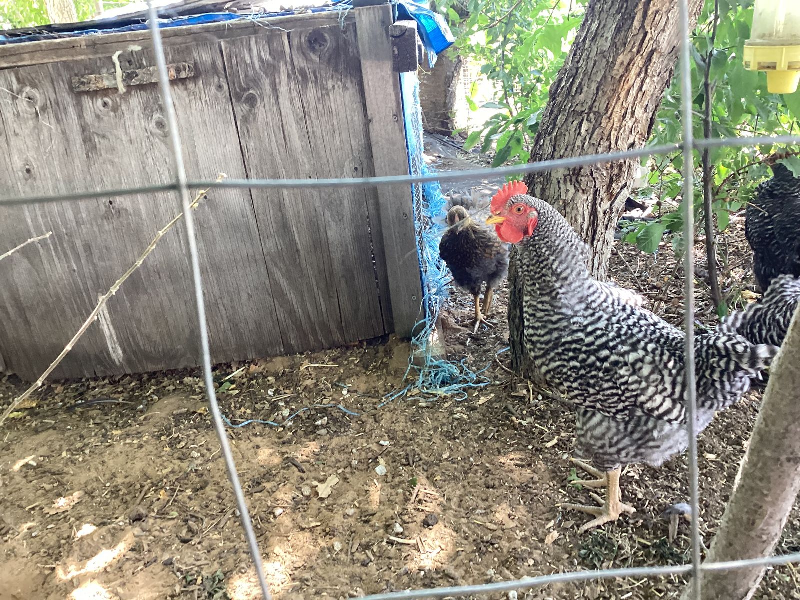 Young Barred Rock Rooster